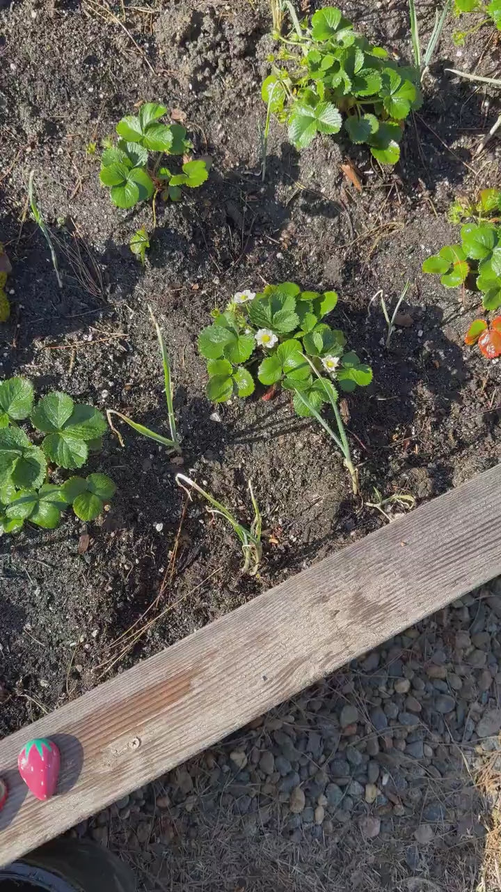 PAINTED STRAWBERRY ROCKS for gardening & mud kitchen